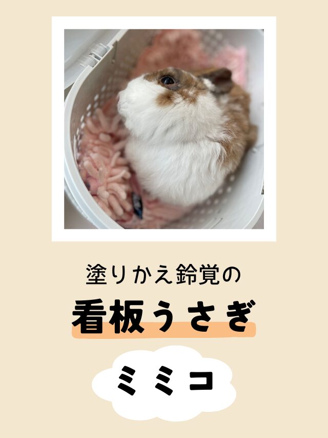 塗りかえ鈴覚の看板うさぎ　ミミコ